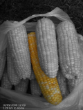 corn