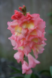 Gladioli