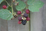 my blackberries