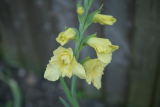My Gladioli