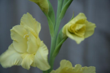 My Gladioli