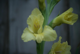 My Gladioli