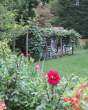 Grape arbor and my first year trying dahlias