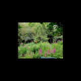 Fuscia astilbe July 4