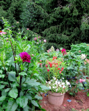 Purple dahlia with coral balsam and white Wave petunia July 4