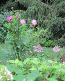 White dahlia with fuscia tips July 4