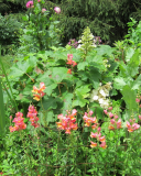 Chantilly orange snapdragons with oakleaf hydrangea