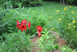 Red amarylis was supposed to bloom at Christmas but...