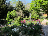 Spring tulips and Knock-out rose