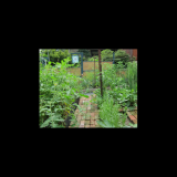 Only a few ripe cherry tomatoes on July4