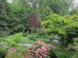 Rhodo and Jens Munk Rose in May
