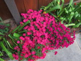 Pinks in spring