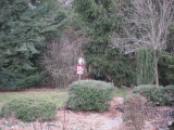 Cooper's Hawk on birdhouse in March