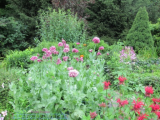 Purple poppies