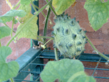 Kiwano
