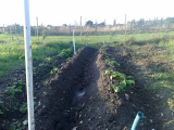 2nd crop potatoes