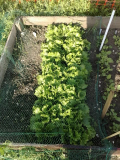 lettuce