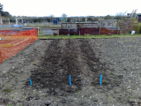 In go the spuds.