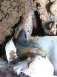 Slow worm
