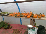 Pumpkins