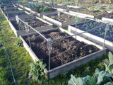 DIY Veg Cage