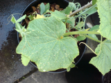cucumer 1