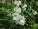 Crown Peas