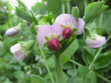Crown Peas