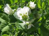 Crown Peas