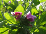Crown Peas