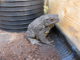 Mr Toadie