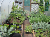 Polytunnel planting