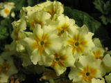 Spring flowers