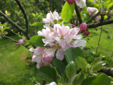 Apple Blossom