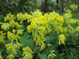 spring flowers