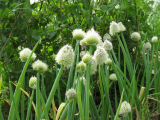Onions