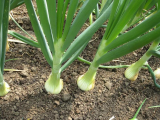Onions