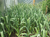 Garlic bed