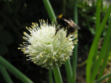 Buzz buzz