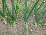 Overwintered onions