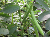 Overwintered B beans