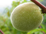 My 1st fuzzy peach!
