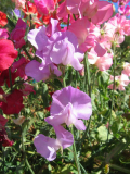 Sweet Peas