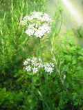 herbs