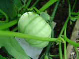 crown prince squash ~early stage 