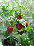 BELL BOY SWEET PEPPER