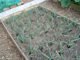 LEEKS JUST PLANTED