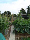 ALLOTMENT PHOTO