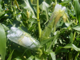 Cob Proctection