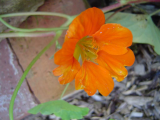 Nasturtium